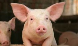 Do GMO's harm pigs?