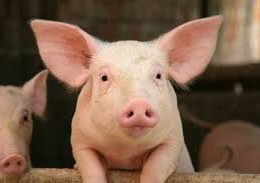 Do GMO's harm pigs?