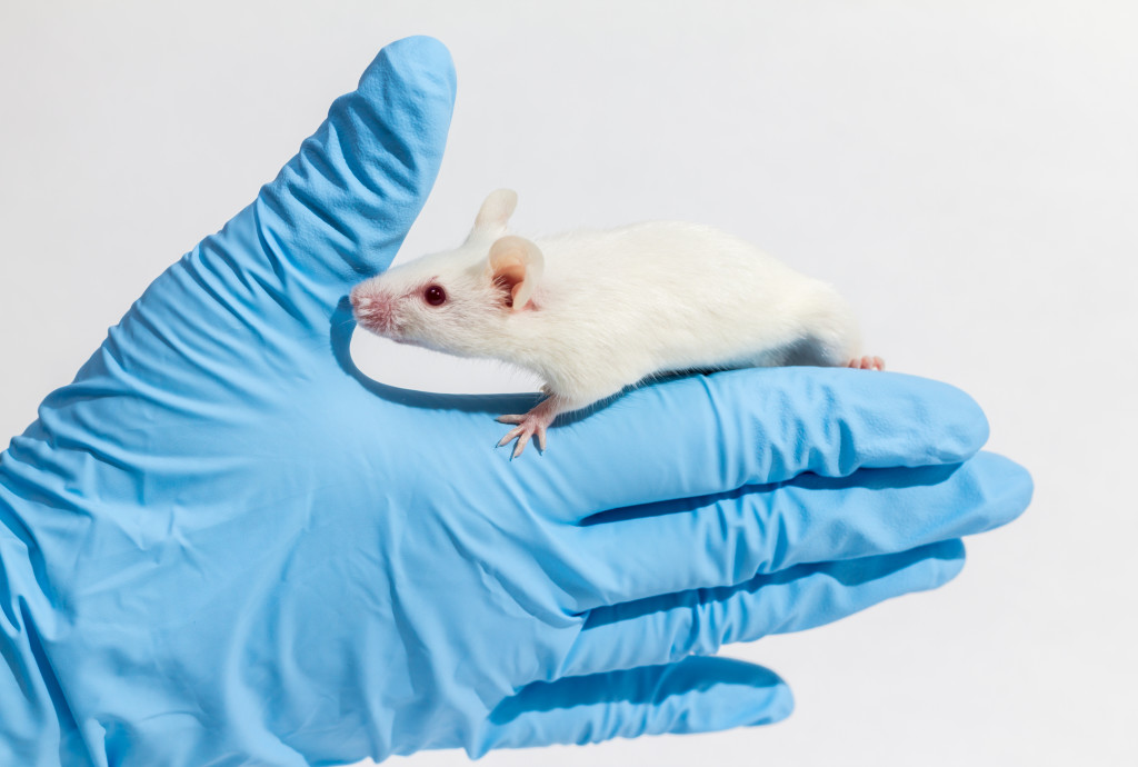 Вакцина мыши. Лабораторные мыши. Рука на мышке.